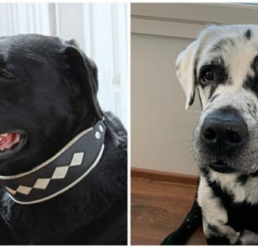 محمد عبدالوهاب