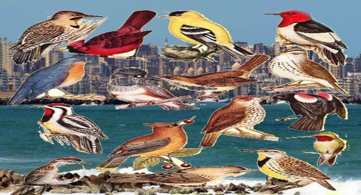 تاريخ نفوق الطيور في مصر